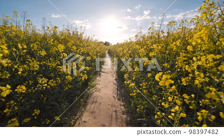 A path in a field of rapeseed on a spring day. A path in a field of rapeseed on a spring day. 98397482