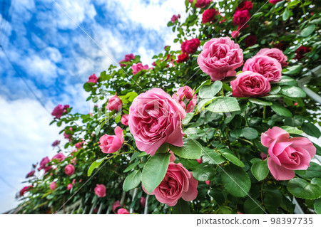 Rose flower outdoor shot 98397735