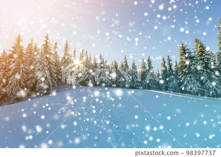 Pine trees in mountains in winter sunny day. 98397737