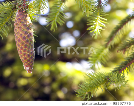 Pine tree cone oleoresin turpentine green blurred background Pine tree cone oleoresin turpentine green blurred background 98397776