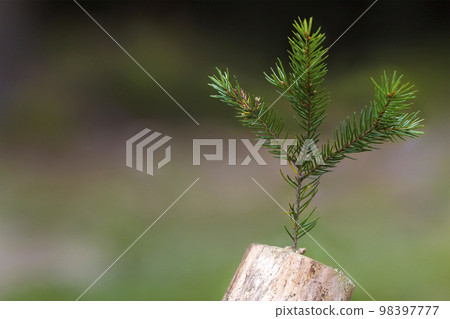 Photo of the abstract stub in the nature with blurred dark background. Old tree stump. Dry dead snag with a pine tree branch on it. The beginning of new life. Photo of the abstract stub in the nature with blurred dark background. Old tree stump. Dry dead snag with a pine tree branch on it. The beginning of new life. 98397777