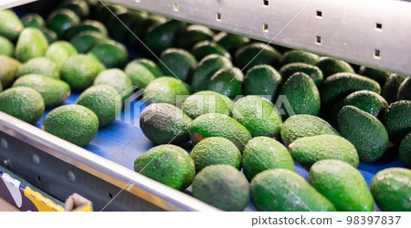 Fresh appetizing avocado running on rolling conveyor of production line 98397837