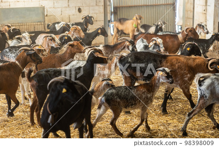 Farm livestock farming for industrial production of goat milk dairy products 98398009