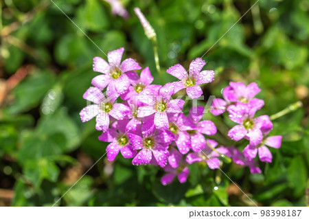 Murasaki Kabaki花 Murasaki Kabaki花 98398187