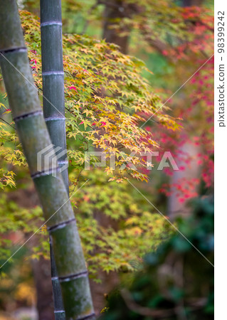 Bamboo and autumn leaves Japanese image of autumn Bamboo and autumn leaves Japanese image of autumn 98399242