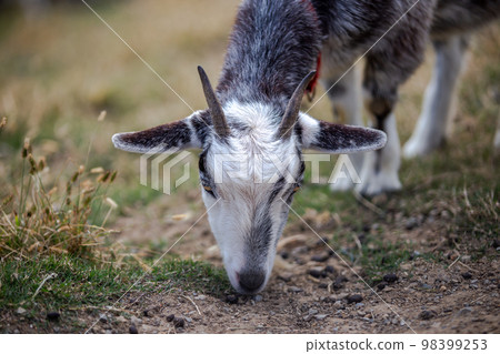 Goat's portrait Goat's portrait 98399253