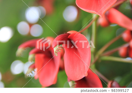 "American deigo" flower 98399527