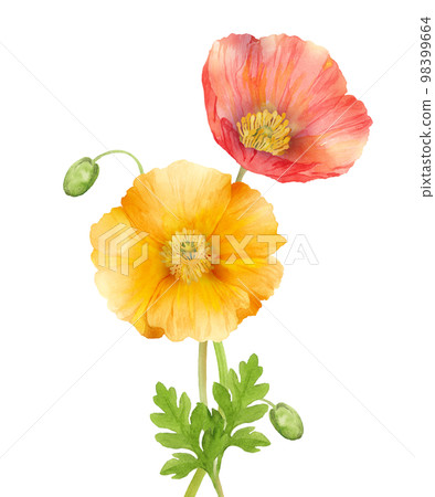 冰島罌粟花水彩 98399664