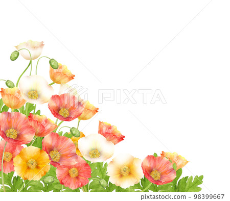 Watercolor painting of colorful poppy flower field Watercolor painting of colorful poppy flower field 98399667