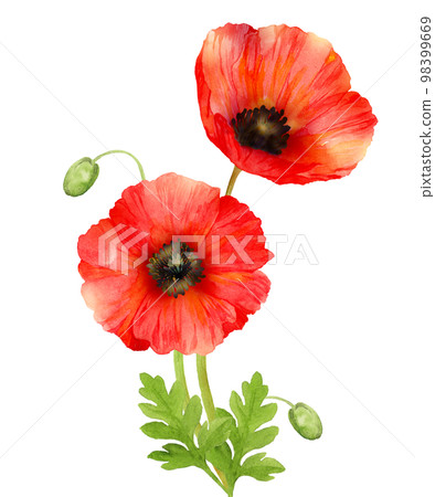Red oriental poppy watercolor 98399669