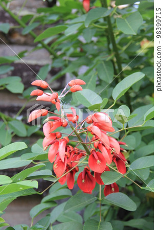 "American deigo" flower "American deigo" flower 98399715