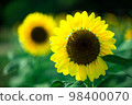 sunflower	 98400070