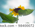 sunflower	 98400072