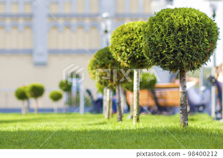 Green lawn with bright grass in a city park with decorative trees on a sunny summer day. Beautiful rest area in urban surrounding. Green lawn with bright grass in a city park with decorative trees on a sunny summer day. Beautiful rest area in urban surrounding. 98400212