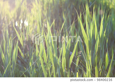 Green grass sunbeams vintage effect 98400216
