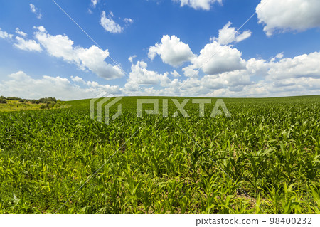 Green corn field under blue sky Green corn field under blue sky 98400232
