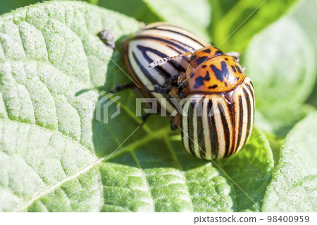 Colorado potato beetle eats potato leaves, close-up. 98400959