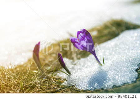 Close-up of marvelous blooming amazing first bright violet crocuses breaking through snow on steep mountain hill on blue sky copy space background. 98401121