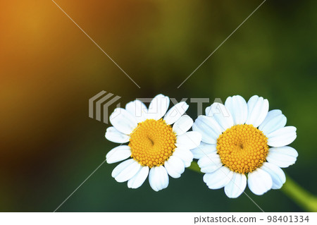 Close up little white daisy flowers Close up little white daisy flowers 98401334