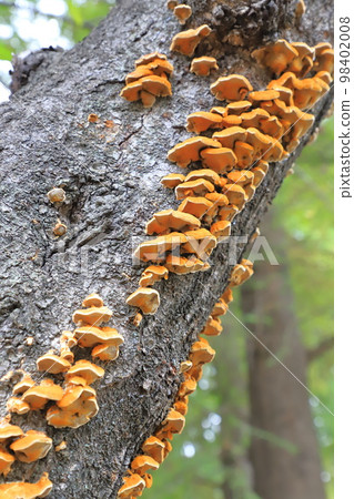 長在樹幹上的蘑菇 98402008