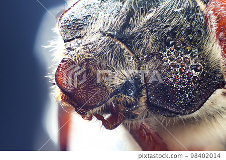 Chafer beetle macro closeup with water drops on eyes Chafer beetle macro closeup with water drops on eyes 98402014