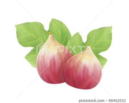 無花果葉和果實的逼真水彩插圖 98402032
