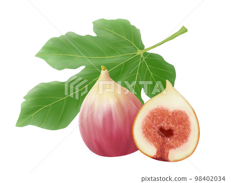 無花果葉子和水果的插圖素材（水彩）（有的切成兩半） 98402034