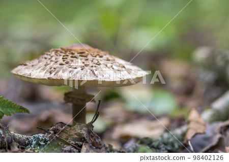 Big poisonous mushroom in forest macro 98402126