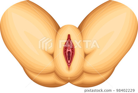 Female external genitalia illustration structure illustration Female external genitalia illustration structure illustration 98402229