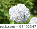  繡球 98402347