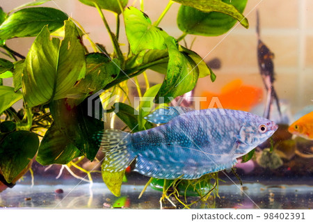 Aquarium fish is swimming in the water with green plants behind Aquarium fish is swimming in the water with green plants behind 98402391