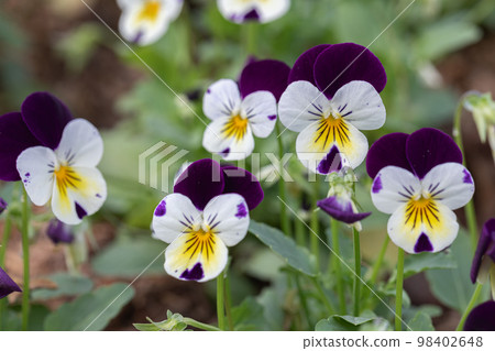 Group of pansy in the garden 98402648