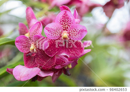 Beautiful orchid flower blooming at rainy season. Vanda orchid 98402653
