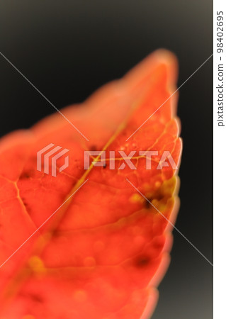 Leaf vein Leaf vein 98402695