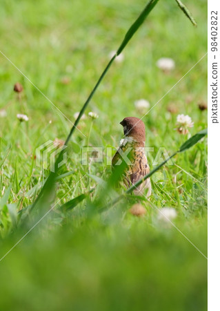 Back view of a sparrow Back view of a sparrow 98402822