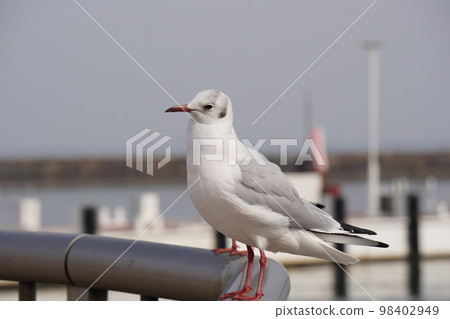 琵琶湖大津港的黑頭鷗 琵琶湖大津港的黑頭鷗 98402949