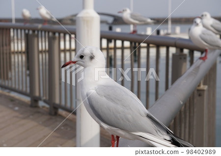 琵琶湖大津港的黑頭鷗 琵琶湖大津港的黑頭鷗 98402989