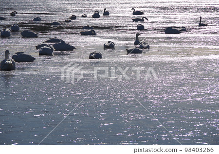 Swan's roost winter water surface frozen due to radiative cooling 98403266
