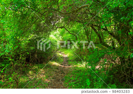 Jeoji Gotjawal, Gotjawal, Olle trail, walking trail, forest, ecological forest, 98403283