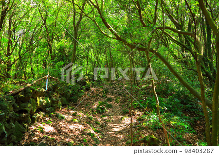 Jeoji Gotjawal, Gotjawal, Olle trail, walking trail, forest, ecological forest, Jeoji Gotjawal, Gotjawal, Olle trail, walking trail, forest, ecological forest, 98403287