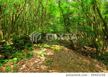 Jeoji Gotjawal, Gotjawal, Olle trail, walking trail, forest, ecological forest, 98403288