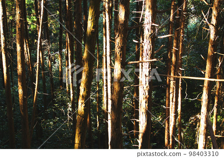 Woods	 98403310