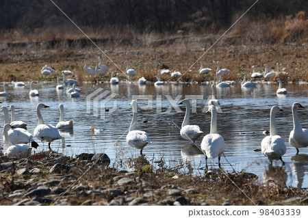 Wild birds in winter in Azusa River Wild birds in winter in Azusa River 98403339