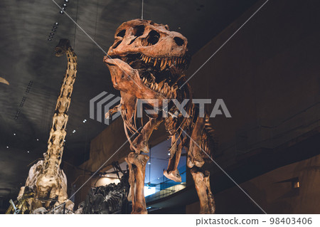 Exhibits of cool dinosaur and extinct animal skeleton specimens and fossils 98403406