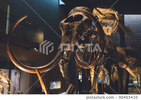 炫酷的恐龍和滅絕動物骨骼標本和化石展品 98403410