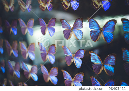 美麗的藍蝴蝶大閃蝶標本牆自然歷史博物館陳列 98403411
