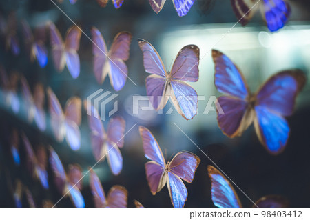 Beautiful Blue Butterfly Morpho Butterfly Specimen Wall Natural History Museum Display 98403412
