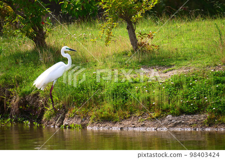 Breeding Great Egrets on the Waterfront - Marriage Colors 98403424