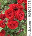 Many red roses wet in the rain 98403428