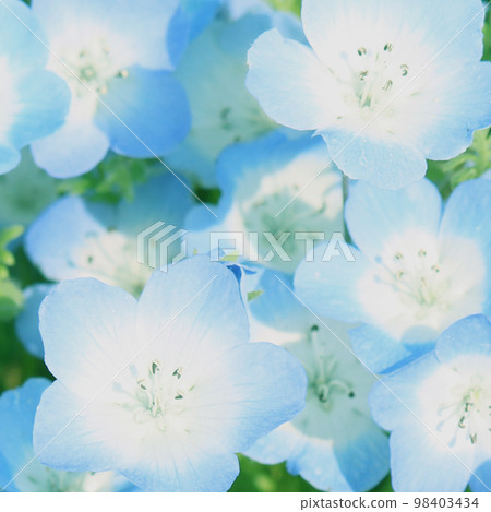 Beautiful blue nemophila flower garden Beautiful blue nemophila flower garden 98403434